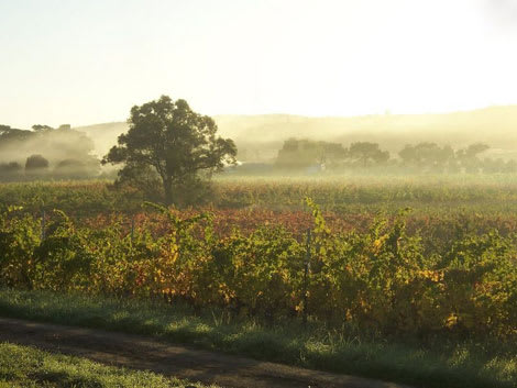 vineyard3