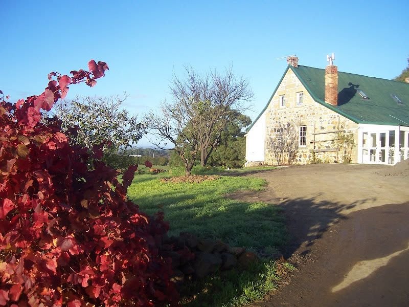 vineyard3