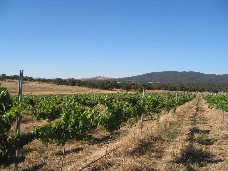 vineyard5