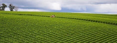 vineyardmay14one