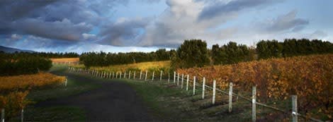 vineyardmay14two