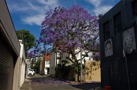 jacaranda-nov-1-one